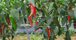 박현주님의 작성글 사진