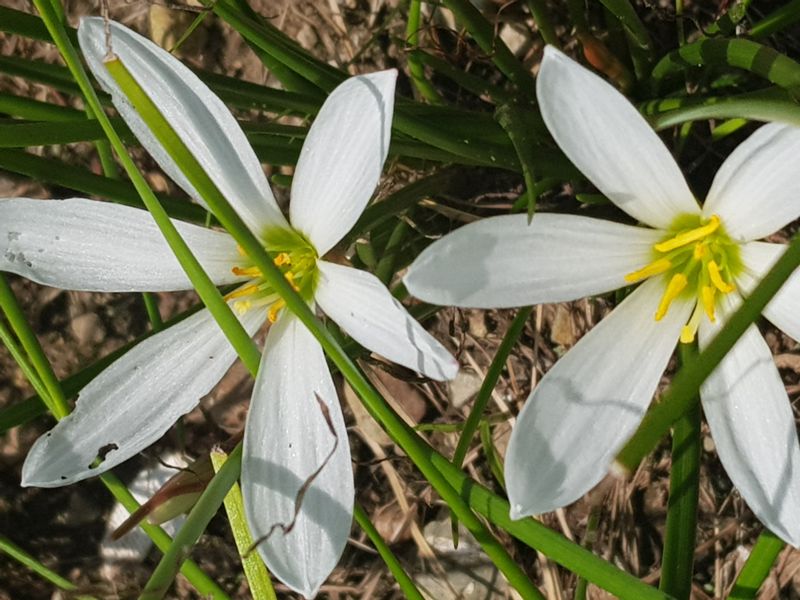 장터 상품 [나도샤프란] 썸네일