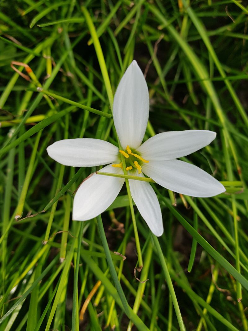 배영이님의 장터 판매 상품 [나도샤프란] 첨부 사진