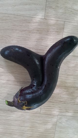 초보텃밭님의 자유주제 · 자유게시판 작성글 사진