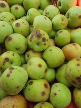 팜모닝 사과·병해충상담 게시글 이미지