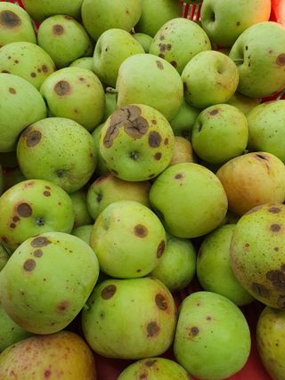 하양복숭님의 사과 · 병해충상담 작성글 사진