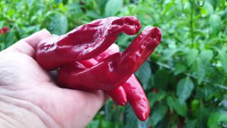 농부아내님의 고추 · 일상 작성글 사진