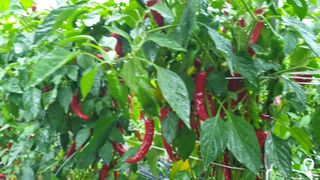 농부아내님의 고추 · 일상 작성글 사진