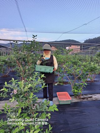 김숙희님의 감자 · 자유게시판 작성글 사진