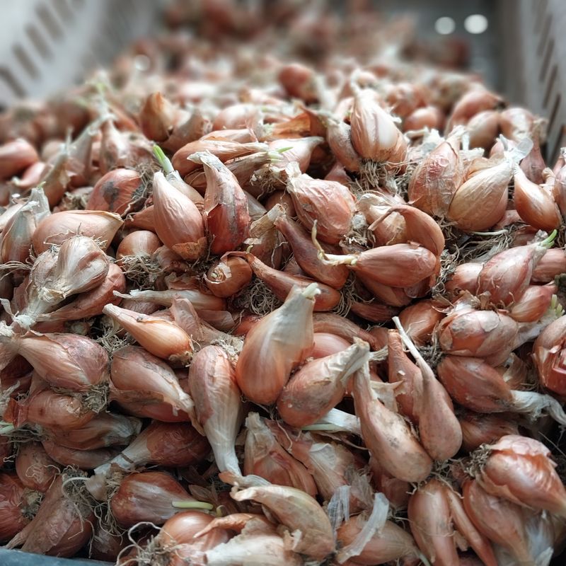 아로대추님의 장터 판매 상품 [(판매완료)쪽파 종자입니다] 첨부 사진