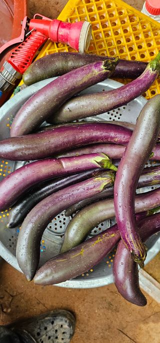 정병화니네농장님의 기타작물 · 자유게시판 작성글 사진