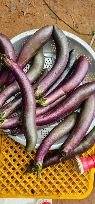 정병화니네농장님의 기타작물 · 자유게시판 작성글 사진