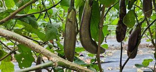 정병화니네농장님의 기타작물 · 자유게시판 작성글 사진