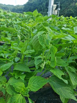 강은님의 들깨 · 병해충상담 작성글 사진