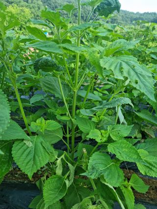 강은님의 들깨 · 병해충상담 작성글 사진