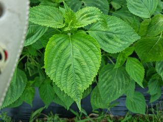 강은님의 들깨 · 병해충상담 작성글 사진