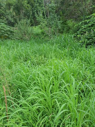 코지팜스테이님의 매실 · 영농일지 작성글 사진