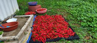 도시농부 박태영님의 토마토 · 영농일지 작성글 사진