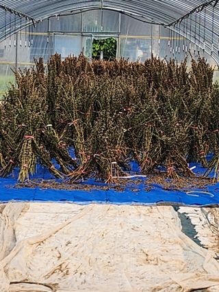 김연숙님의 참깨 · 자유게시판 작성글 사진