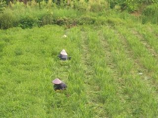인휴정농장님의 기타작물 · 영농일지 작성글 사진
