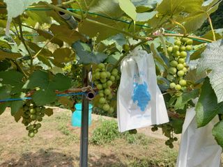 정도석 님의 포도 · 자유게시판 작성글 사진