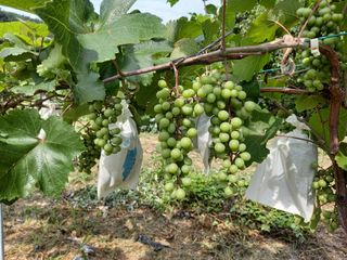 정도석 님의 포도 · 자유게시판 작성글 사진