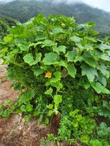 팜모닝 자유주제·자유게시판 게시글 이미지