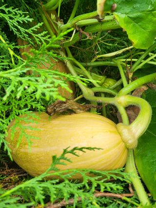 화천힐링님의 자유주제 · 자유게시판 작성글 사진