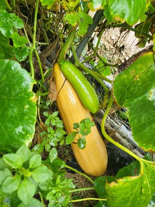 화천힐링님의 자유주제 · 자유게시판 작성글 사진