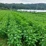 팜모닝 들깨·영농일지 게시글 이미지