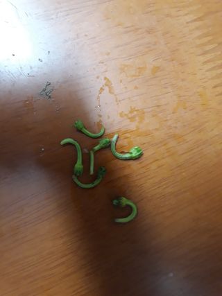 비트님의 고추 · 병해충상담 작성글 사진