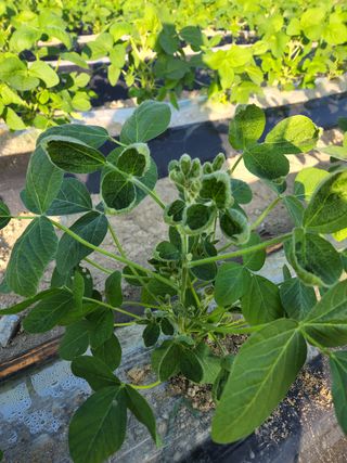 금우님의 콩 · 병해충상담 작성글 사진