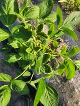 팜모닝 콩·병해충상담 게시글 이미지