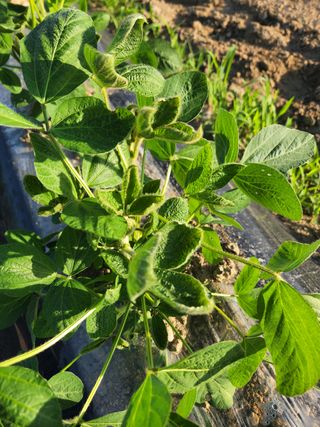 금우님의 콩 · 병해충상담 작성글 사진