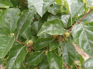 상추14154님의 기타작물 · 병해충상담 작성글 사진