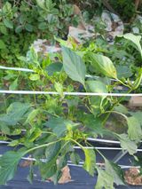 팜모닝 자두·자유게시판 게시글 이미지