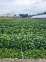 팜모닝 콩·영농일지 게시글 이미지