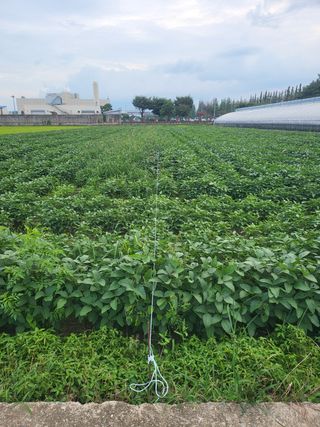 김상호님의 콩 · 영농일지 작성글 사진