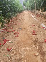 팜모닝 고추·병해충상담 게시글 이미지