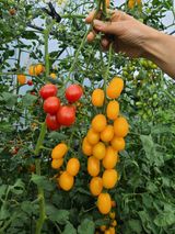 팜모닝 자유주제·자유게시판 게시글 이미지