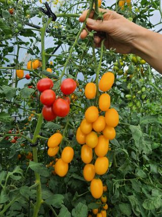 홍천산채농원 조원영님의 자유주제 · 자유게시판 작성글 사진