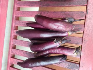 홍천산채농원 조원영님의 자유주제 · 자유게시판 작성글 사진