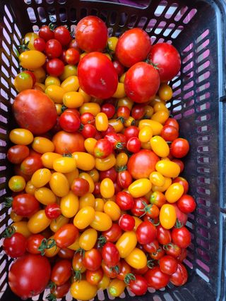 홍천산채농원 조원영님의 자유주제 · 자유게시판 작성글 사진