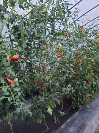 홍천산채농원 조원영님의 자유주제 · 자유게시판 작성글 사진