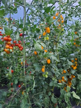 홍천산채농원 조원영님의 자유주제 · 자유게시판 작성글 사진