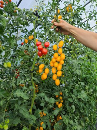 홍천산채농원 조원영님의 자유주제 · 자유게시판 작성글 사진