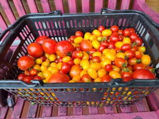 홍천산채농원 조원영님의 자유주제 · 자유게시판 작성글 사진