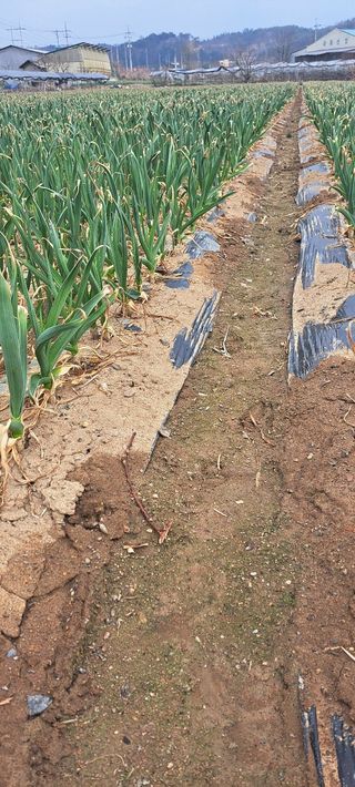 피롤땅지기님의 매일매일 농사공부 · 자유게시판 작성글 사진