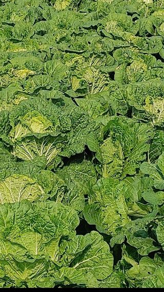 피롤땅지기님의 매일매일 농사공부 · 자유게시판 작성글 사진