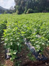 팜모닝 들깨·자유게시판 게시글 이미지