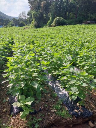 오영균 님의 들깨 · 자유게시판 작성글 사진