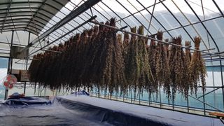 권영국님의 참깨 · 자유게시판 작성글 사진