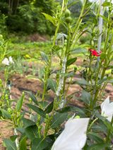 팜모닝 고추·병해충상담 게시글 이미지