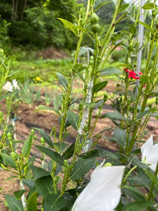 홍키통키님의 고추 · 병해충상담 작성글 사진